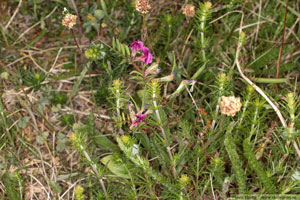 Liten sommarvicker, Vicia sativa subsp. nigra